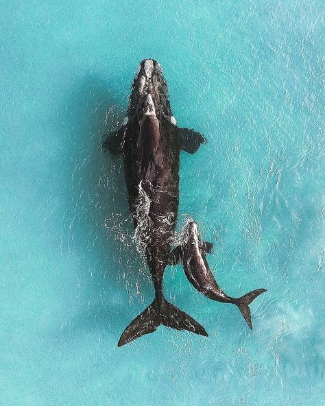 Mum and calf playing in the crystal clear water 💦 🐋! 📷 @jackknipler #whale #ocean  #whale #whales #wave #whalelover #whalelove… Ocean Wallpaper, Blue Whale, Marine Animals, Ocean Creatures, Ocean Animals, Crystal Clear Water, Sea World, In The Ocean, Large Animals