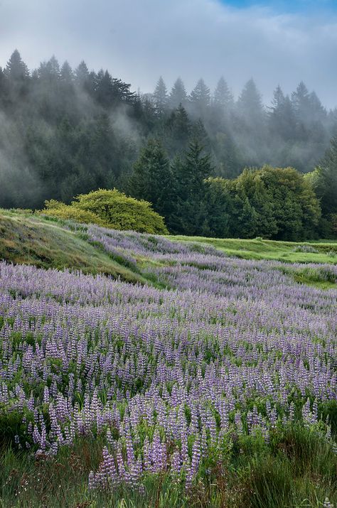 Lupine Morning | The Northcoast Photographer | Flickr Lavender Field Aesthetic, Lavender Forest, Wildwood Flower, Fog Photography, Mobius Strip, Icon Emoji, Photography Aesthetic, Forest Flowers, Autumn Scenery