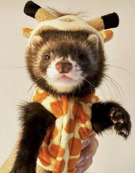 Ferret Costumes, Ferret Clothes, Baby Ferrets, Funny Ferrets, A Ferret, Cutee Animals, Pet Ferret, Cute Ferrets, Cute Small Animals