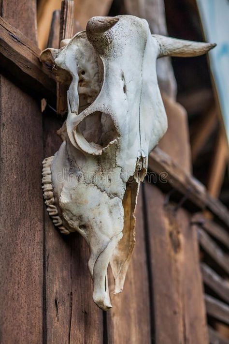 Old buffalo skull royalty free stock photography Skull Hanging, Bison Skull, Skull Reference, Buffalo Skull, Animal Skeletons, Rodeo Fashion, Wooden Projects, Stock Photography Free, Wooden Doors