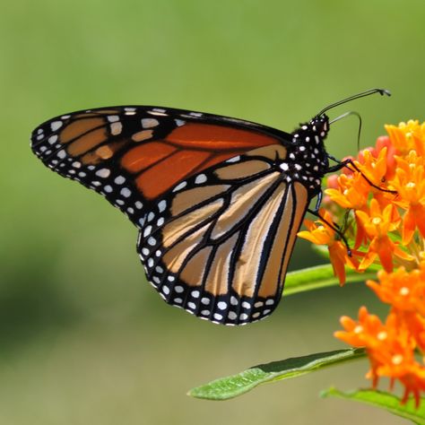 A side view of a newly hatched Monarch butterfly feeding on a butterfly weed flower. This new hatch still has curls and wrinkles in the wing. Monarch Painting, Life Of A Butterfly, Butterfly Sculpture, Butterfly Chrysalis, Butterfly Inspiration, Butterfly Photo, Butterfly Photography, Dragonfly Insect, Beautiful Butterfly Photography