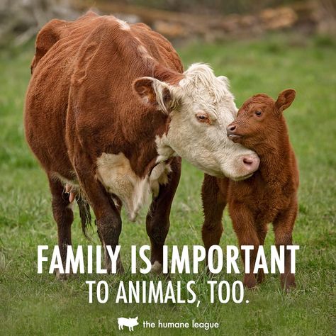 Family Is Important, Animal Experiments, Animal Activism, Animal Liberation, Stop Animal Cruelty, Vegan Animals, Animal Sanctuary, Animal Quotes, Animal Rights