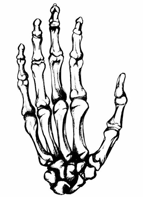 Skelly Hand Drawing, Skull Hand Stencil, Skeleton Hand Stencil, Skeleton Hand Illustration, Skeletal Hand Drawing, Skeleton Hand Tattoo Stencil, Skeleton Hands Tattoo, Skull Hand Drawing, Skeleton Hand Drawing