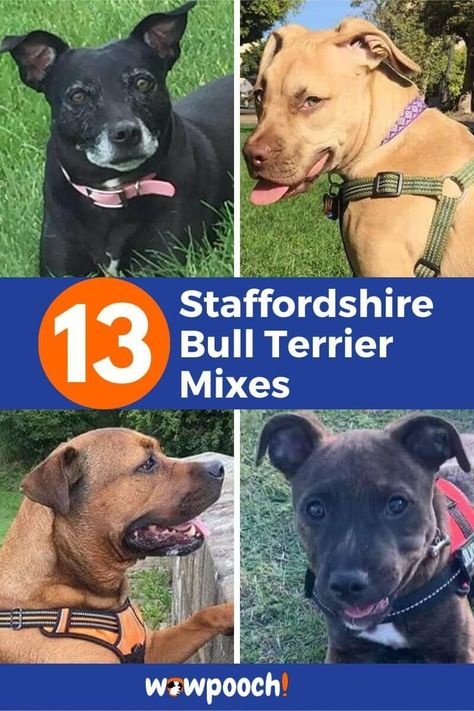 Staffordshire Bull Terrier Mixes Staffy Bull Terrier, Mix Breed Dogs, Rottweiler Mix Puppies, American Staffordshire Bull Terrier, English Staffordshire Bull Terrier, Staffordshire Bull Terrier Puppies, Terrier Mix Breeds, Basset Hound Mix, Mastiff Mix