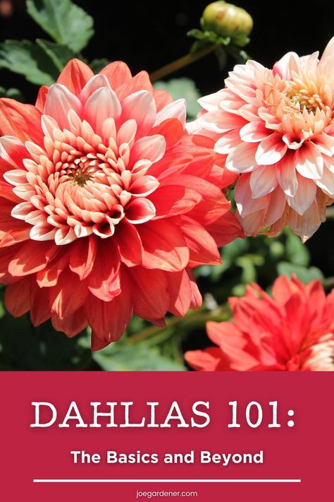 Dahlias are tuberous tender perennials that are not only some of the most beautiful flowers on the planet, they’re also a blast to grow once you get the hang of it. This is your guide to growing dahlias where I share all the basics you need to know. Are Dahlias Perennials, Growing Dahlias From Tubers, Dahlia Planting Guide, Dahlia Flower Garden, Planting Dahlias, The Most Beautiful Flowers, Cut Flower Farm, Landscape Flowers, Growing Dahlias