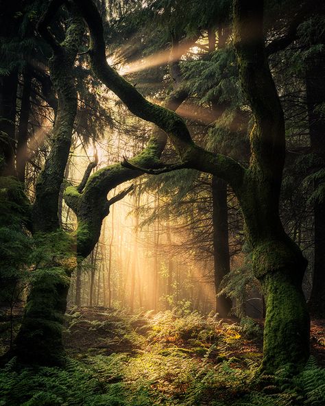 A walk in the woods: Tranquility, beauty, and a 500,000-year-old connection to our ancestors - Country Life Dark Trees, Light Forest, A Walk In The Woods, The Beauty Of Life, Beauty Of Life, Guiding Light, Walk In The Woods, Country Life, In The Woods