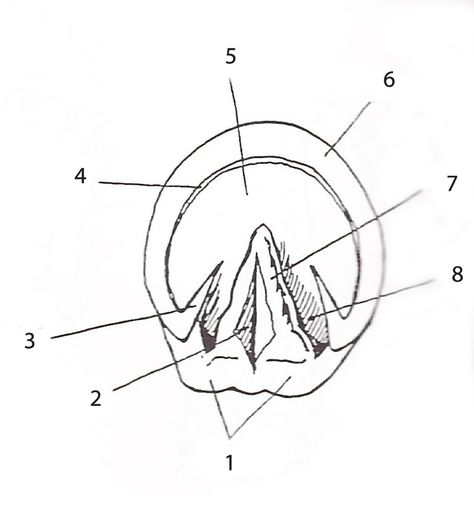 Horse Hoof (Bottom) Diagram | Quizlet Horse Hoof Drawing, Hoof Drawing, Hoof Anatomy, Horse Drawing Tutorial, Start Studying, Trees For Kids, Horse Hoof, Learn Vocabulary, History Quiz