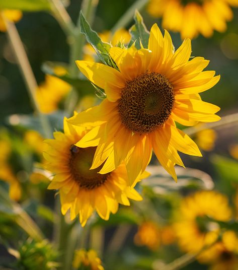 Happy Monday! Another sunflower! 🌻 I do have other stuff coming, but I am still enjoying these bright lovely’s. #100daysofnature2024 #sunflower #naturephotogeaphy #100daysofnature2024_kaylacrouchphotography Sunflowers Photography, Sunflower Photography, Happy Monday, Sunflower, Flowers, Photography, On Instagram, Quick Saves, Instagram