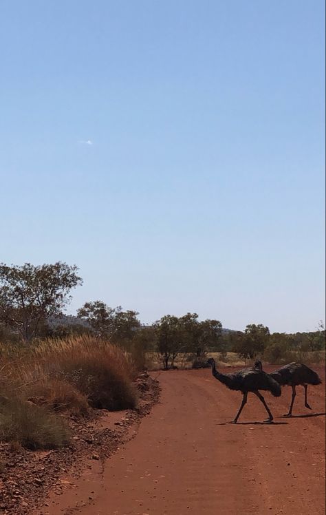 emus crossing the road in outback australia Australia Outback Aesthetic, Outback Australia Aesthetic, Australian Outback Aesthetic, Aus Travel, Roadtrip Australia, Australia Outback, 7 Sisters, Australia Nature, West Australia