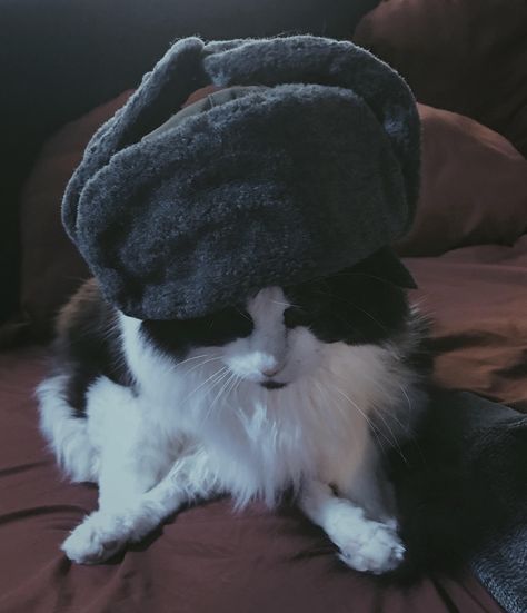 In Soviet Russia cat chooses when YOU eat Cat With Ushanka, Cat Ushanka, Russian Cat, In Soviet Russia, Men With Cats, Soviet Russia, Russian Hat, Black Russian, Russian Men