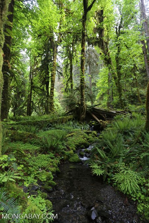 olympic_rainforest_0313: Temperate rain forest creek in the Pacific Northwest Temperate Evergreen Forest, Moss Cloak, Portland Forest, Pnw Plants, Temperate Deciduous Forest, Jungle Terrain, Temperate Forest, Pacific Northwest Forest, Rain Room