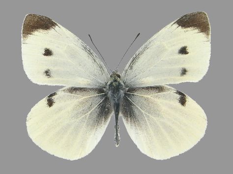 Monshiro Cho - small cabbage white butterfly (Pieris rapae) Small White Butterfly, Acnh Insects, Cabbage Moth, Cabbage White Butterfly, White Butterfly Tattoo, Cabbage Butterfly, Buckeye Butterfly, Japan Watercolor, Fern Garden