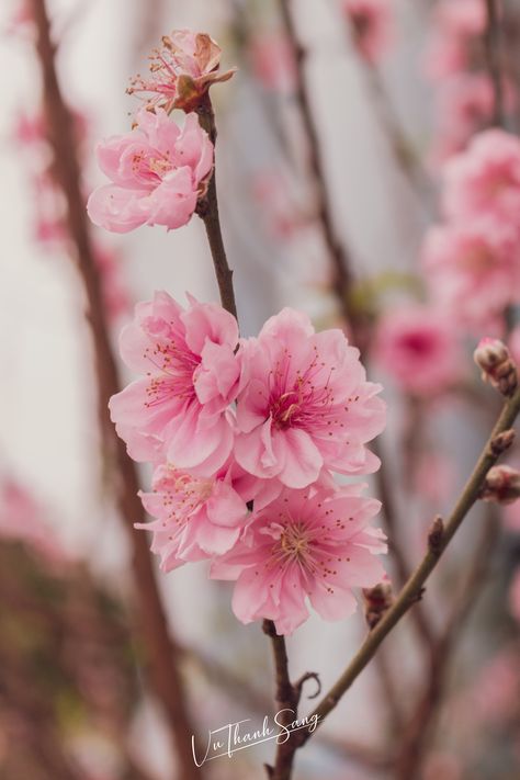 Female Nature, Peach Blossom Tree, Peach Blossom Flower, List Of Flowers, Blossom Tattoo, Sakura Flower, Nothing But Flowers, Peach Trees, Peach Blossom