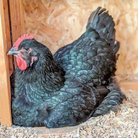 Jersey Giant Chicken: Eggs, Height, Size and Raising Tips Black Giant Chicken, Jersey Giant Chickens, Giant Chicken Breeds, Largest Chicken Breed, Chicken Coups, Jersey Giant, Giant Chicken, Best Egg Laying Chickens, Laying Chickens