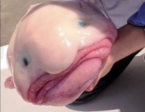 Blob fish Weird Sea Creatures, Bizarre Animals, Ugly Animals, Creature Marine, Deep Sea Creatures, African Wildlife, Weird Creatures, Ocean Creatures, Weird Animals