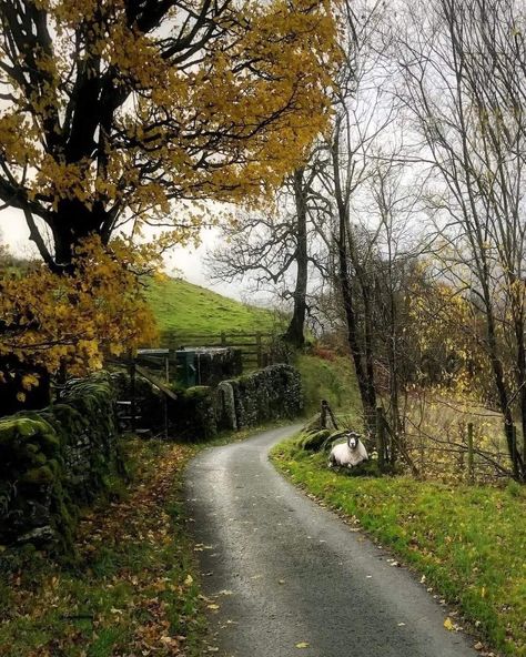 Windermere Lake District, Cumbria Lake District, Dark Forest Aesthetic, England Countryside, Lake Windermere, English Summer, British Countryside, Village Life, Beautiful Places Nature