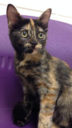 We at CatTime love our daily dose of cat facts. If youve come looking for facts about totally terrific tortoiseshell cats youre in the right place! Tortoise Shell Kitten, Old Tortoise, Tortoiseshell Cats, Tortie Cats, Calico Cats, Tortoise Cat, Anthony Kiedis, Tortoise Shell Cat, Cat Facts