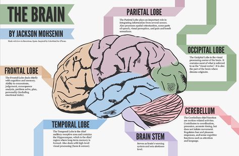 Brain Diagram, Early Intervention Speech Therapy, Occipital Lobe, Brain Mapping, Brain Structure, Brain Facts, Brain Anatomy, Brain Stem, The Human Brain