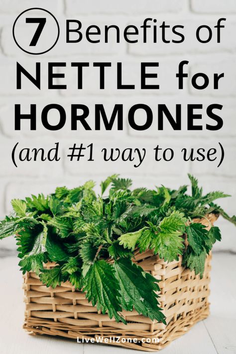 Natural Remedies For Hormonal Imbalance, Nettle Tea Benefits Women, Nettle For Hair, Stinging Nettle Tea Benefits, Nettle Leaf Tea Benefits, Nettle Leaf Benefits, Stinging Nettle Benefits, Nettle Tea Benefits, Benefits Of Nettle