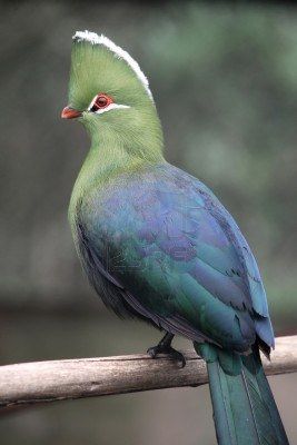 the colours of a loerie bird Knysna Loerie, Knysna Turaco, Turaco Bird, South African Animals, African Animals Photography, South African Birds, Watercolour Birds, African Birds, Flamingo Artwork