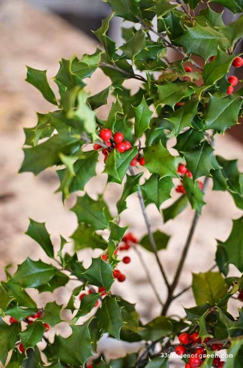 33 Shades of Green: Easy Holiday Centerpieces Holly Table Decorations, Christmas Holly Decorations, American Holly, Holly Decorations, Xmas Table Decorations, Christmas Bows Diy, Company Christmas Party, Christmas Dining Table, Christmas Candle Decorations