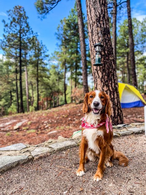 White Red Mini Golden retriever Cavalier mix Golden Cavalier Dog, Golden Cavalier, Cavalier Dog, King Spaniel, Year Vision Board, Golden Retriever Mix, King Charles Cavalier, Dream Dog, Dogs Breeds