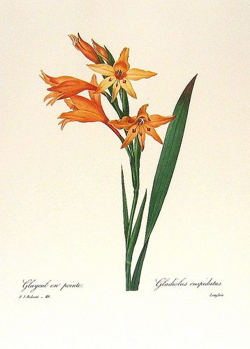 Redoute Art Flowers, Fruits - via Ninainflorida Botanical Flowers Print, Gladiolus Flower, Gladioli, Illustration Botanique, Vintage Botanical Prints, Antique Illustration, Art Antique, Flower Prints Art, Orange Flower