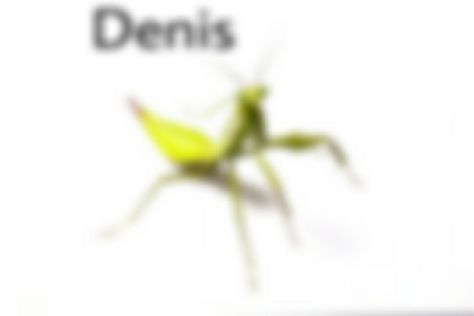 Blurry Bugs With Names, Bugs With Names, Insects Names, Silly Names, Hi Welcome To Chili's, Bug Collection, Cool Bugs, Silly Images, Silly Pictures