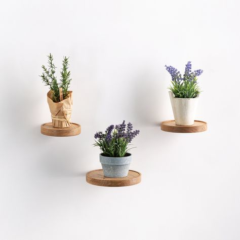 Plant Shelf Wall, Circle Wall Shelf, Window Plant Shelf, Circle Shelf, Wall Plant Holder, Minimalist Shelves, Round Shelf, Window Plants, Unique Shelves