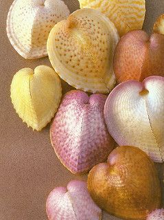 Heart Cockles | by Rainbow Mermaid Heart In Nature, Rainbow Mermaid, Ocean Treasures, She Sells Seashells, Shell Collection, Sea Shore, Shell Art, Sealife, Ocean Life