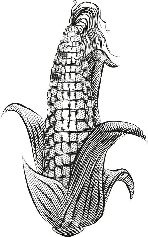 Maiz Ilustración Grabado Digital Maize Drawing, Drawing Basics, Tiger Tattoo Design, Tattoo Stencil Outline, Tiger Tattoo, Maize, Pen Art, Tattoo Stencils, Batik