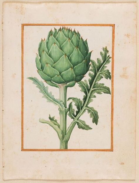 Globe Artichoke, Vegetable Painting, Ink And Watercolour, A Globe, Botanical Tattoo, London Art, Ceramic Design, Victoria And Albert Museum, British Museum