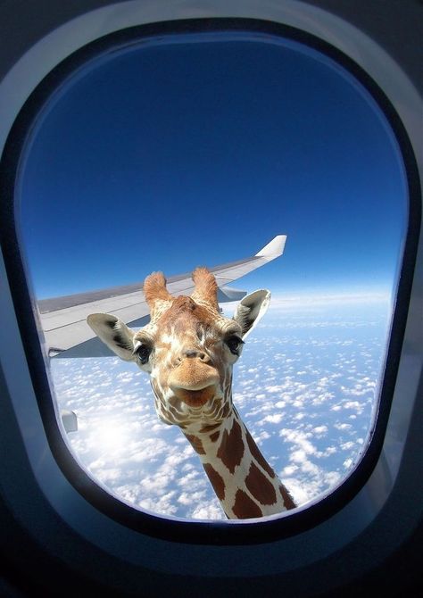 Giraffe Poster, Giraffe Pictures, Giraffe Head, Cutee Animals, Airplane Window, Giraffe Art, בר מצווה, A Giraffe, Cute Giraffe