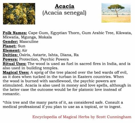 Associations and magical uses for the acacia tree Acacia Magical Properties, Magick Herbs, Witchcraft Tools, Witchcraft Herbs, Magickal Herbs, Wiccan Crafts, Voodoo Hoodoo, Spell Books, Cosmic Girl