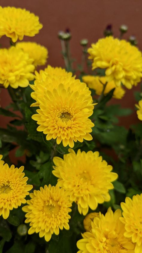 November Bujo, Yellow Chrysanthemum, Yellow Aesthetic, Chrysanthemum, Pretty Flowers, Yellow, Flowers, Quick Saves