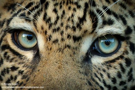 Funny Wildlife • Eye to Eye with a Leopard in Kruger National Park,... Animal Eyes Photography, Cheetah Eyes, Leopard Photography, Animals Eyes, Animal Close Up, Leopard Eyes, Cheetah Face, Funny Wildlife, Kruger National Park South Africa