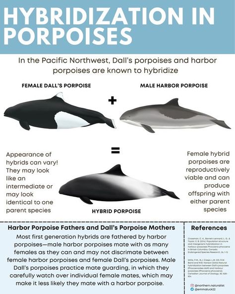 Dolphin Infographic, Cool Sea Creatures, Zoo Tycoon, Hybrid Animals, Ocean Stuff, Fantasy And Reality, Marine Pollution, Marine Biology, Ocean Life