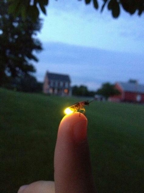 Fireflies or Lightning bugs OR Lampyridae is a family of insects in the beetle order Coleoptera. They are winged beetles, and commonly called fireflies or lightning bugs for their conspicuous crepuscular use of bioluminescence to attract mates or prey. Fireflies produce a "cold light", with no infrared or ultraviolet frequencies. This chemically produced light from the lower abdomen may be yellow, green, or pale red, with wavelengths from 510 to 670 nanometers. هاكونا ماتاتا, Firefly, Country Life, Mother Nature, Make Me Smile, Summer Time, At Night, Summer Vibes, Bugs