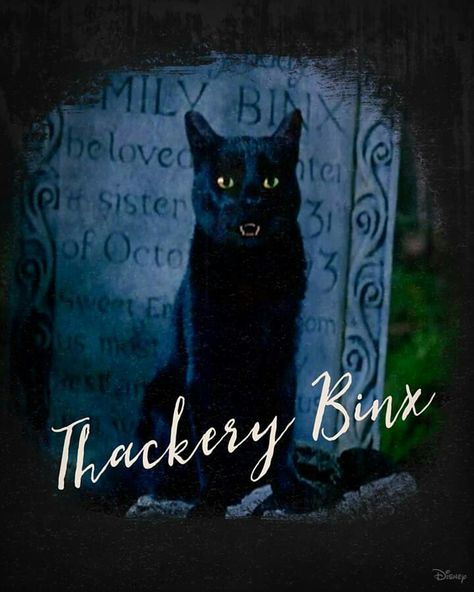 Halloweentown Quotes, Hocus Pocus Wallpaper, Binx Hocus Pocus, Hocus Pocus Cat, Hocus Pocus Quotes, Thackery Binx, Hocus Pocus Movie, Best Halloween Movies, Halloween Hocus Pocus