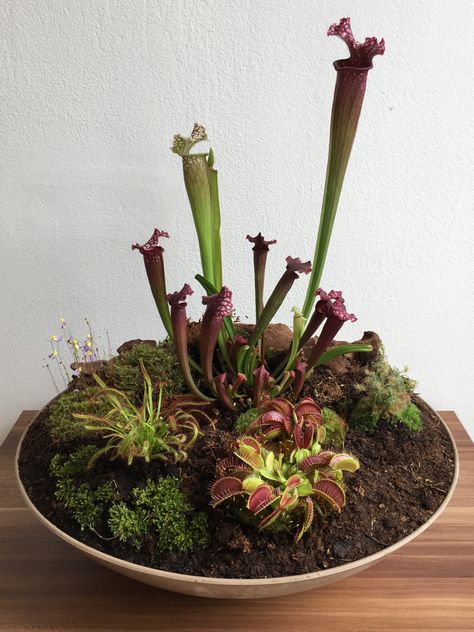 Mini Bog Garden, Carnivorous Bog Garden, Terrarium Carnivorous Plants, Indoor Bog Garden, Pinguicula Terrarium, Bog Garden Ideas Carnivorous Plants, Carnivorous Plant Bog, Carnivore Plants, Carnivorous Plants Terrarium