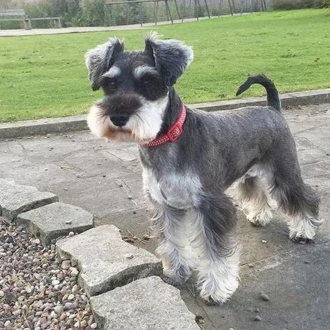 Schnauzer Haircut, Schnauzer Cut, Puppy Haircut, Schnauzer Grooming, Mini Schnauzer Puppies, Standard Schnauzer, Puppy Cut, Dog Haircuts, Miniature Schnauzer Puppies