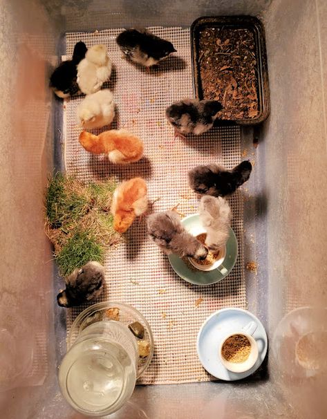 Raising Baby Chicks, Baby Chicks Raising, Raising Chicks, Dust Bath, Backyard Chicken Farming, Laying Hens, Raising Backyard Chickens, Backyard Poultry, Baby Chickens