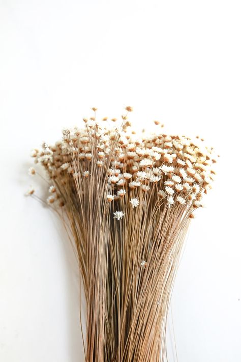 🔹Stem Length: 16" 🔹Bunch Size: 3 oz. 🔹Color: Natural Air Dried Simple place dried floral stems in a vase or arrange with other dried floral varieties to create your own dried floral arrangement. Price is for one bunch. Does not include vase. Dried Coastal Flowers, Dried White Flowers, Flowers Neutral, Dried Floral Arrangements, Dry Flowers Decoration, Flowers In The Attic, Simple Wedding Decorations, Dried Flowers Wedding, Simple Phone Wallpapers