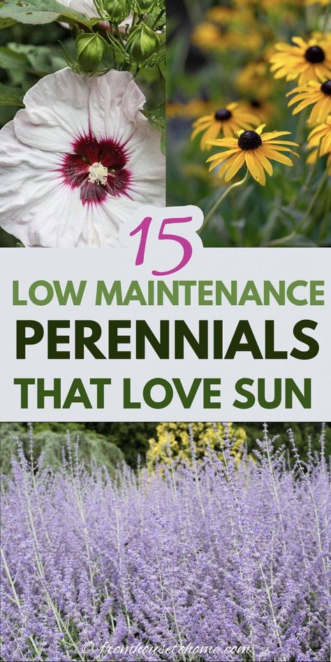 Full Sun Perennials: 10 Low Maintenance Plants That Thrive In The Sun | These low maintenance perennials all have pretty flowers and will brighten up your full sun garden border. Even better...they don't require a lot of work to make your landscaping look beautiful. #fromhousetohome #perennials #gardeningtips #gardenideas #lowmaintenancegarden #sunperennials Perennial Gardens Full Sun, Landscape Design Low Maintenance, Flowering Plants For Full Sun, Full Sun Yard Landscaping, Low Maintenance Landscaping Front Yard Full Sun, Full Sun Plants Outdoor, Bushes For Full Sun, Perennial Garden Ideas Front Yards Landscape Design Full Sun, Annual Flowers For Full Sun Front Yards