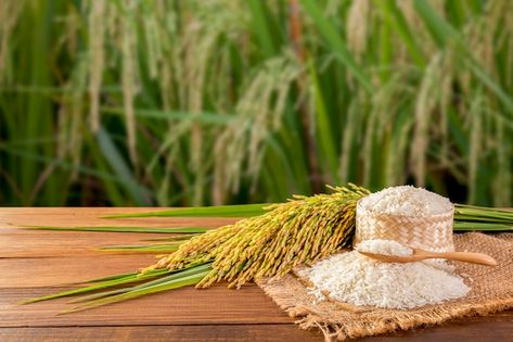 Shampoo Advertising, Food Tree, Rice Crop, Rice Plant, Tree Texture, Thai Rice, Banaue, Indian Rice, Write Notes