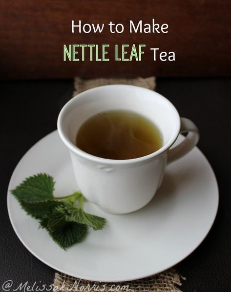 How to harvest wild edible plants and make nettle leaf tea. Did you know all the medicinal reasons to use nettle leaf tea? Recipe and tutorial here Nettle Tea Recipe, Nettle Leaf Tea, Nettle Tea, Tea Concentrate, Nettle Leaf, Foraging Recipes, Medicinal Tea, Healing Tea, Herbal Recipes