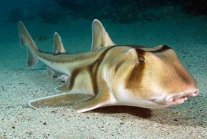 Port Jackson Shark, Horn Shark, Types Of Sharks, Deep Sea Creatures, Shark Fishing, Beautiful Sea Creatures, Marine Aquarium, Underwater Creatures, Shark Week