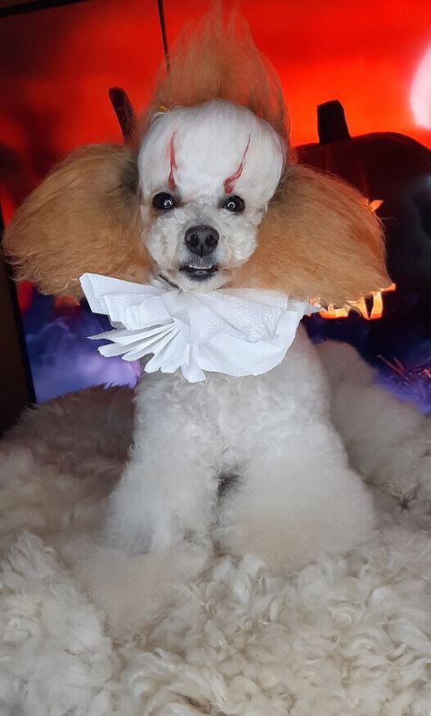 Costumes For White Dogs, White Dog Halloween Costumes, Cute Dog Costumes, Dog Dye, Creepy Halloween Food, Animal Halloween Costumes, Creative Grooming, Diy Dog Costumes, Cute Dog Clothes