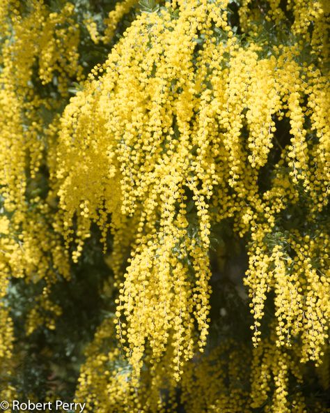 Cootamundra wattle + cv - Inland Valley Garden Planner Wattle Tree, Wattle Flower, Wattle Tattoo Australian, Golden Wattle Drawing, Golden Wattle Illustration, Australian Wattle, Cootamundra Wattle, Wood Chip Mulch, Best Flower Pictures