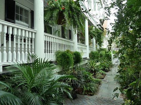 fern charleston South Carolina Landscaping Ideas, Southern Yards, Southern Courtyard, Swamp House, Nola Style, Southern Landscape, Savannah Gardens, Gorgeous Architecture, Southern Gardens